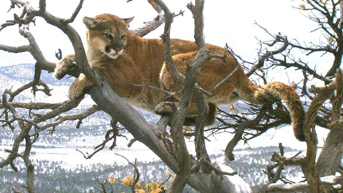Mountain Lion Killed By Colorado Runner With His Bare Hands CNN