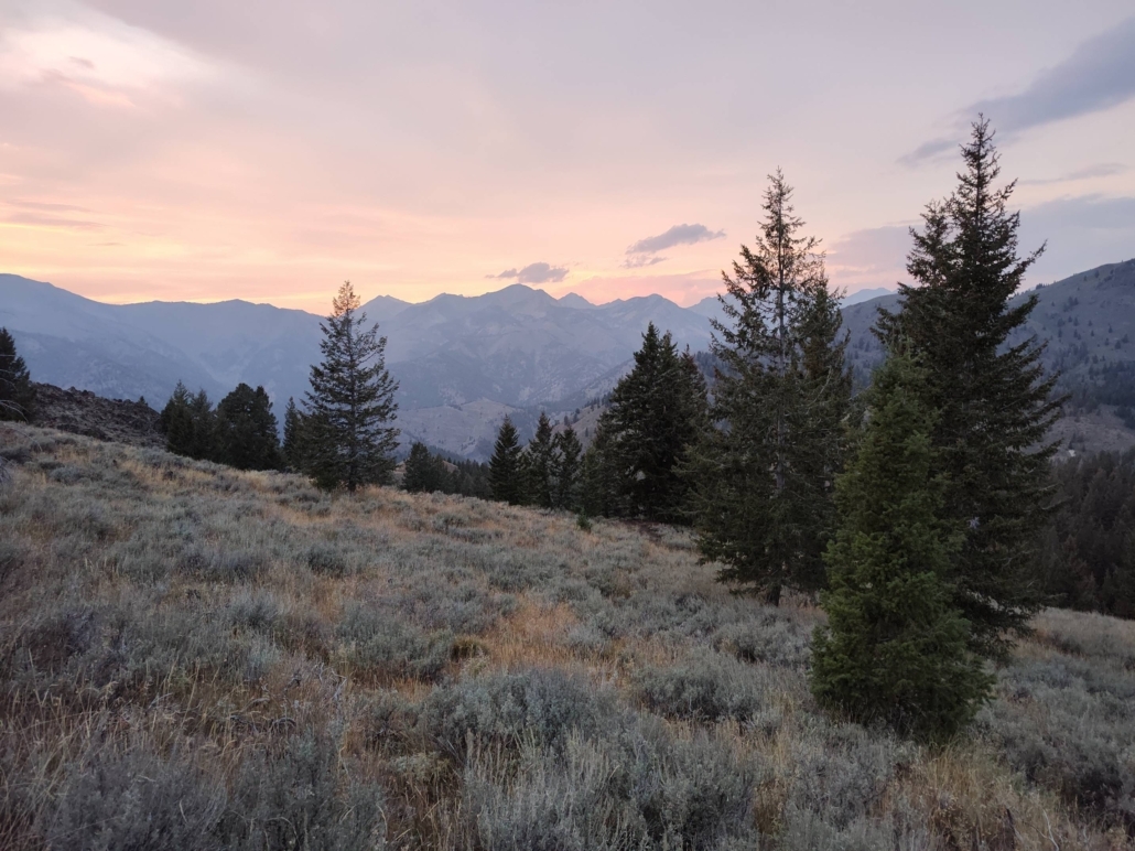 how much is a mountain lion tag in colorado