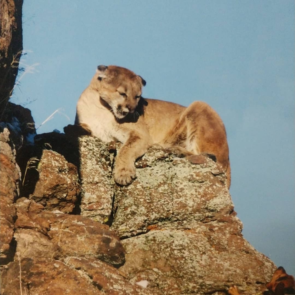 Mountain Lion Little Wood River Outfitters