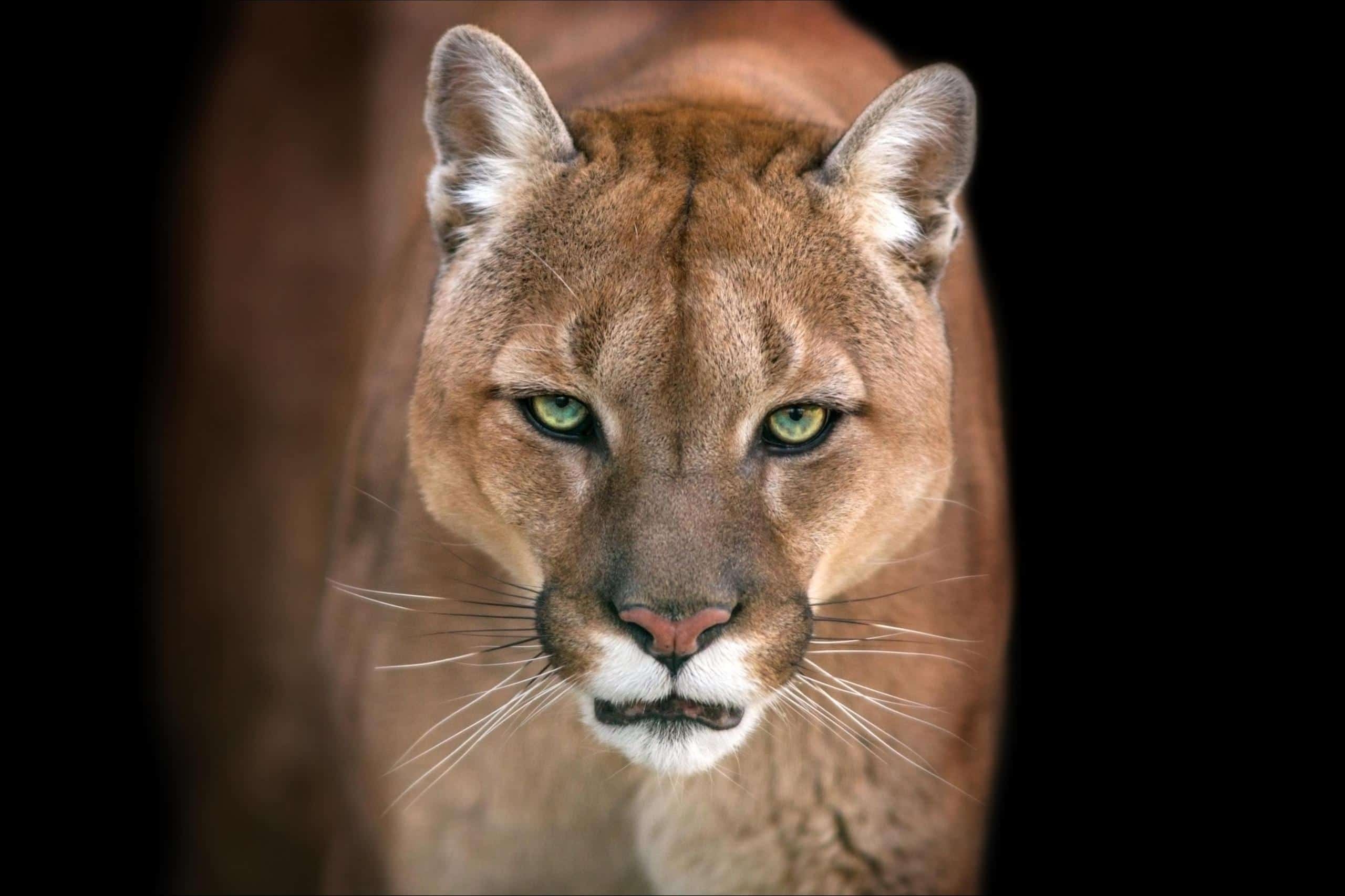Mountain Lion Pictures AZ Animals