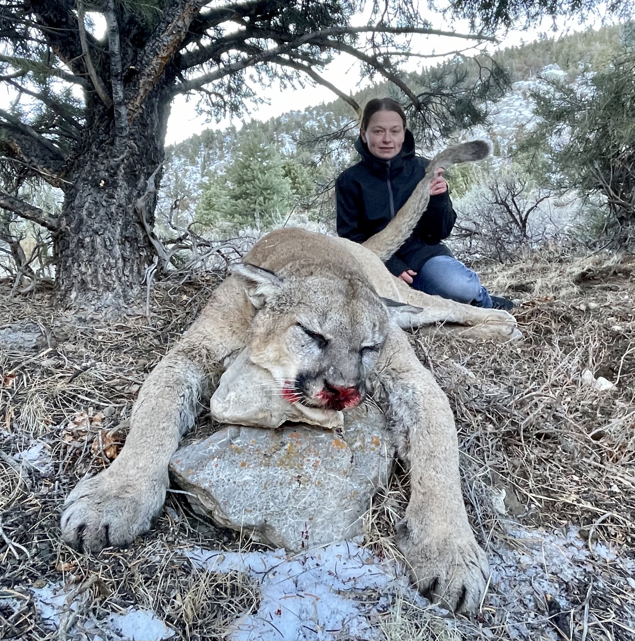 Mountain Lion Pine Peak Outfitters