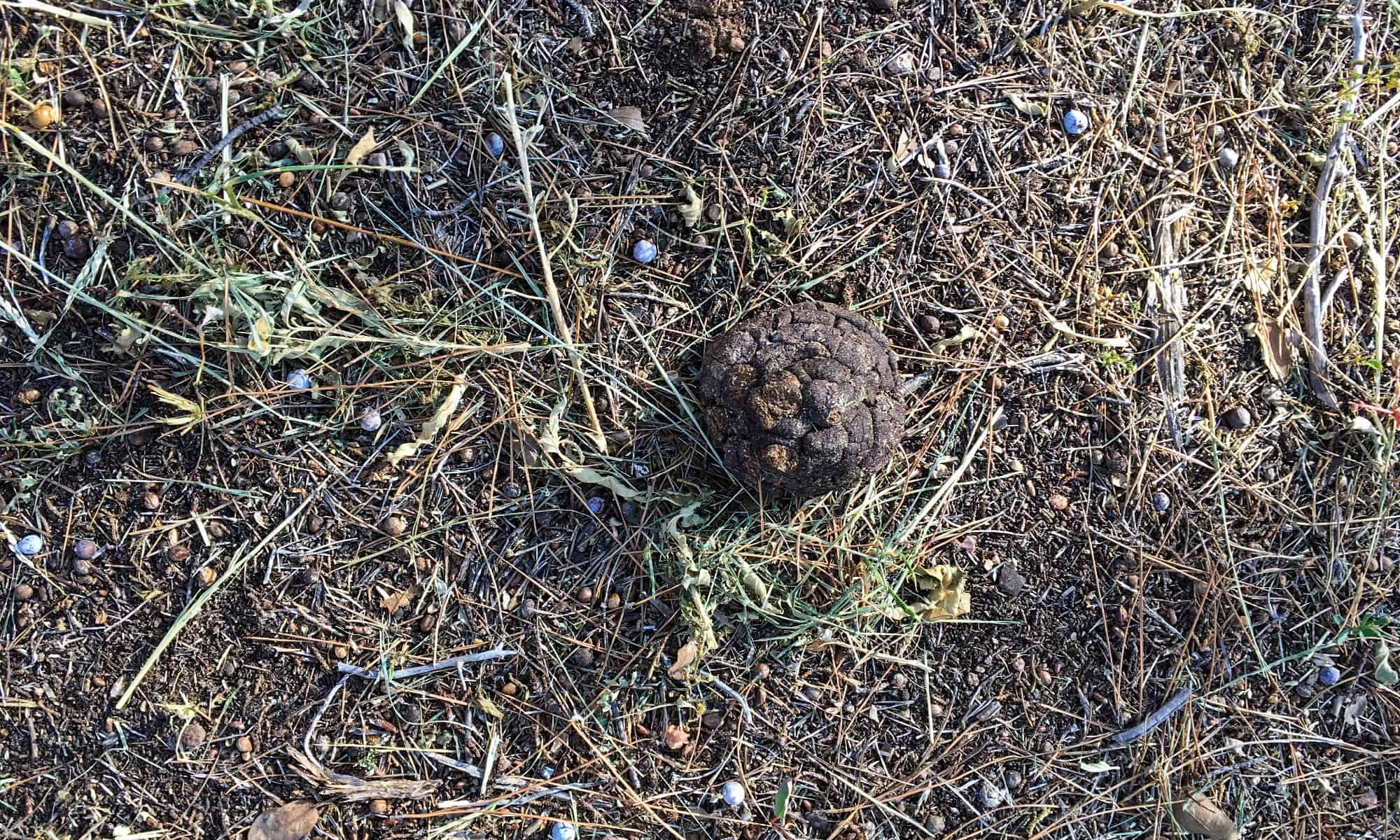 Mountain Lion Poop Everything You 39 ve Ever Wanted To Know A Z Animals