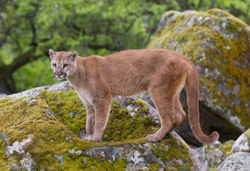 colorado mountain lion population map