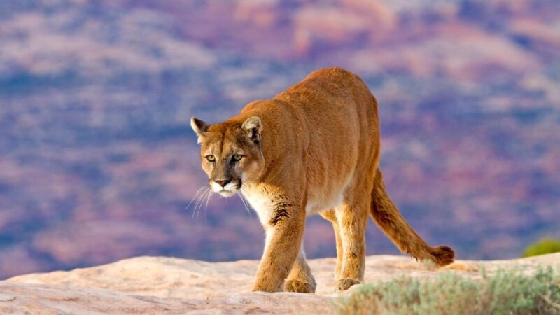 Mountain Lion Population Check For Each U S State EXOtella