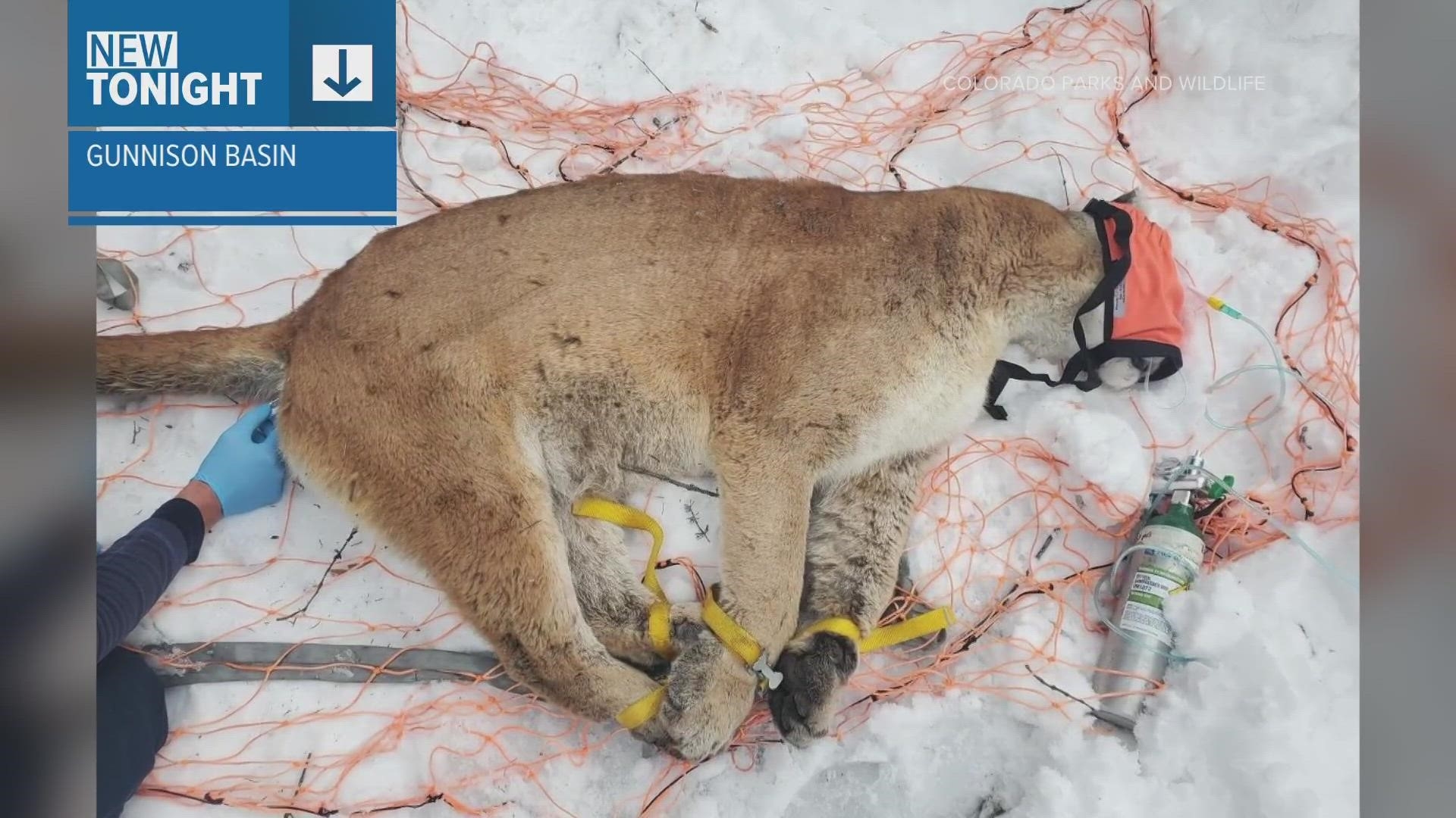 highest concentration of mountain lions in colorado