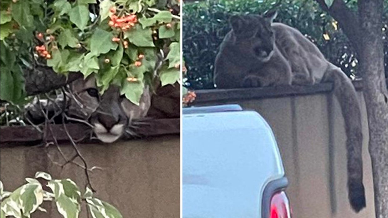 Mountain Lion Relocated After Hanging Out In Boulder Neighborhood CBS 
