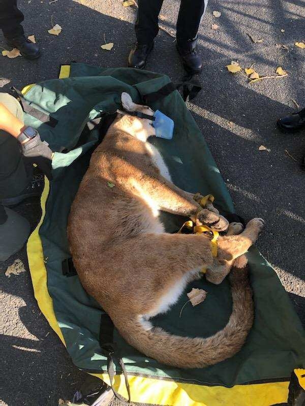 Mountain Lion Relocated After Hanging Out In Boulder Neighborhood CBS