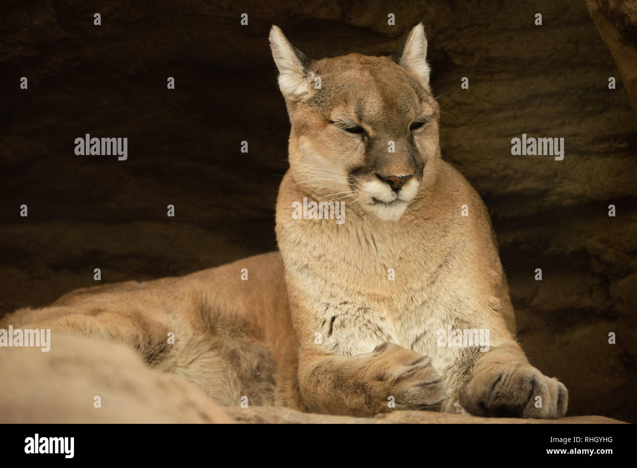 Mountain Lion Resting On Rock In Colorado Springs Colorado Zoo Stock 