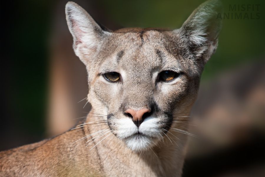 Mountain Lion s Diet What Do Mountain Lions Eat 