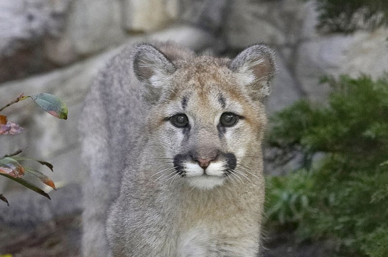 Mountain Lion Scared By Hiker Kyra Kopenstonsky 39 s Opera Singing UPI
