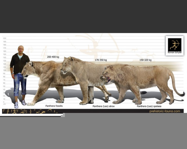 Mountain Lion Size Applicationsdarelo
