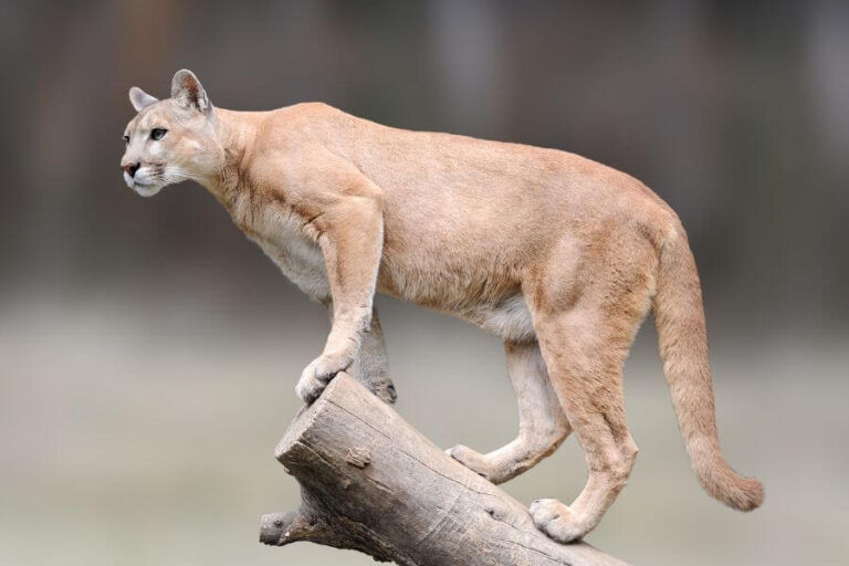 Mountain Lion Size Comparison How Big Are They Really 