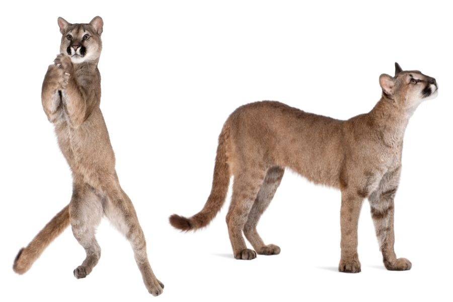 Mountain Lion Size Comparison How Big Are They Really 