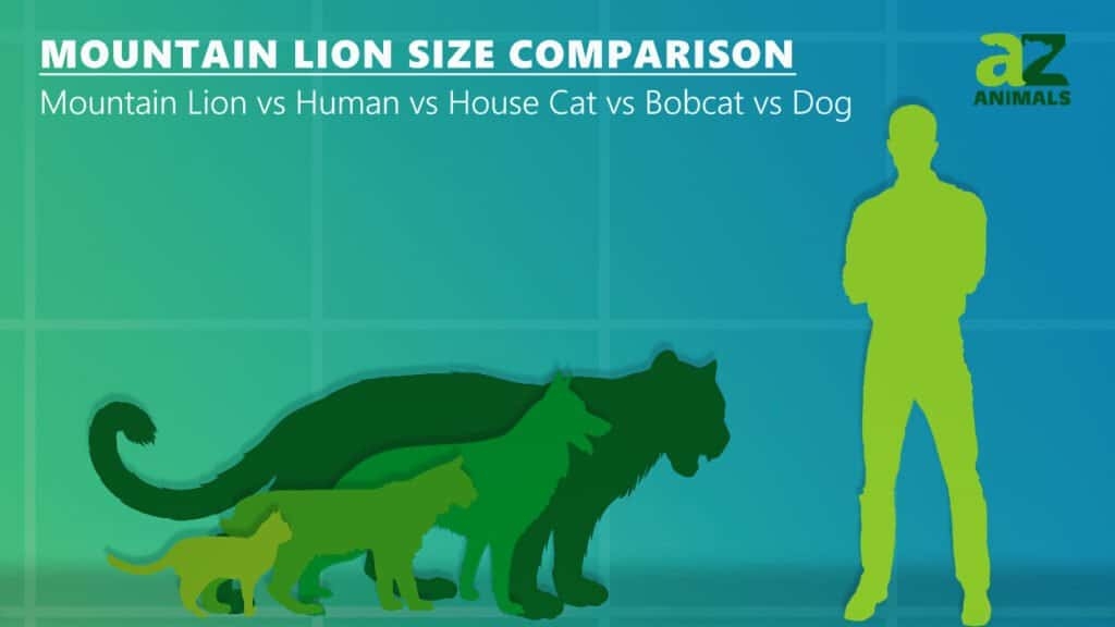 colorado mountain lion size