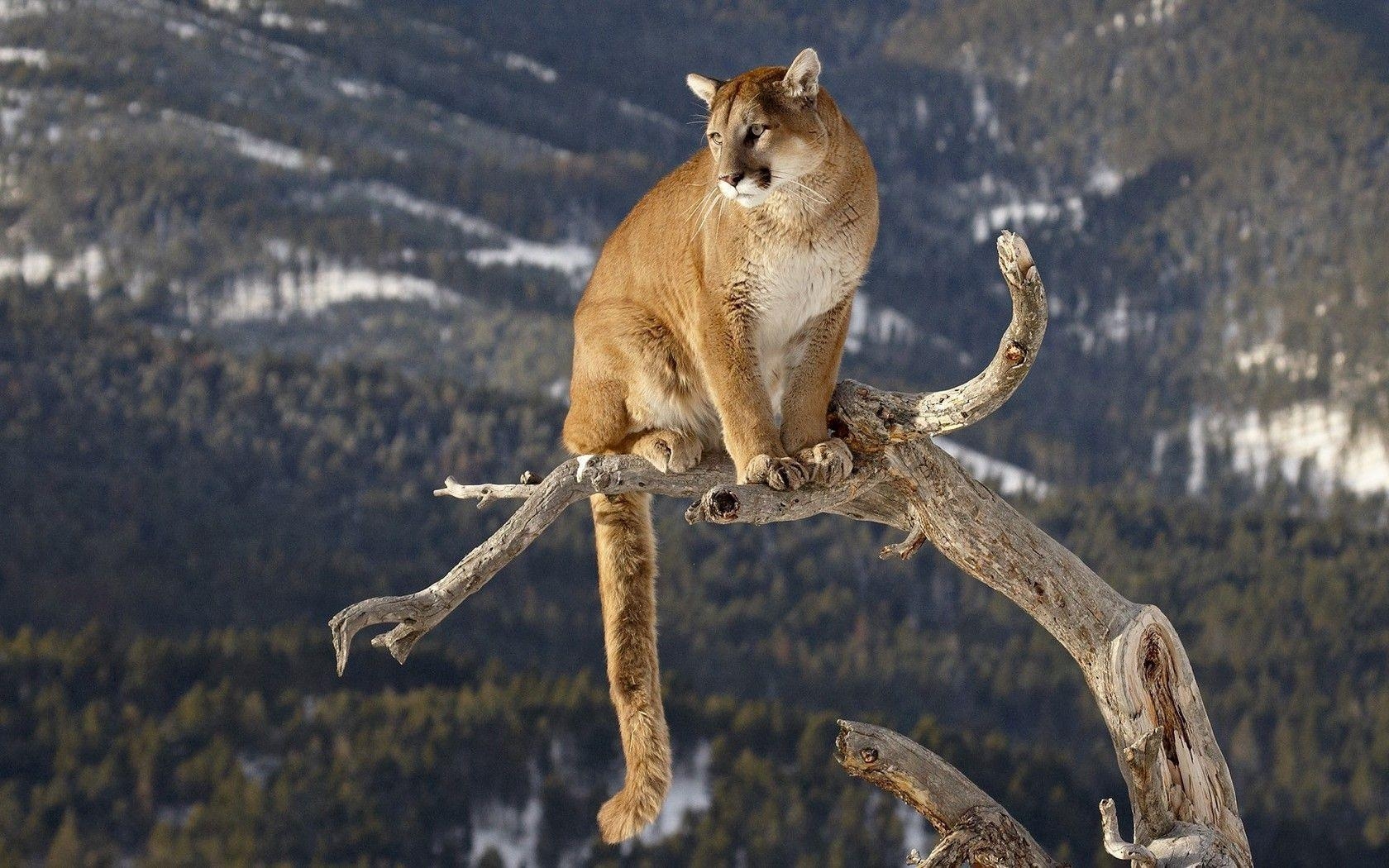 Mountain Lion Wallpapers Top Free Mountain Lion Backgrounds