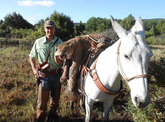 Mountain Lion Whitaker Brothers Hunting Company