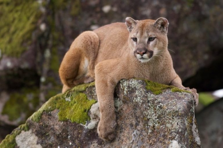 Mountain Lions Big Horn Basin Media