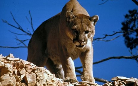 Mountain Lions Endangered Species Act Archives California Globe