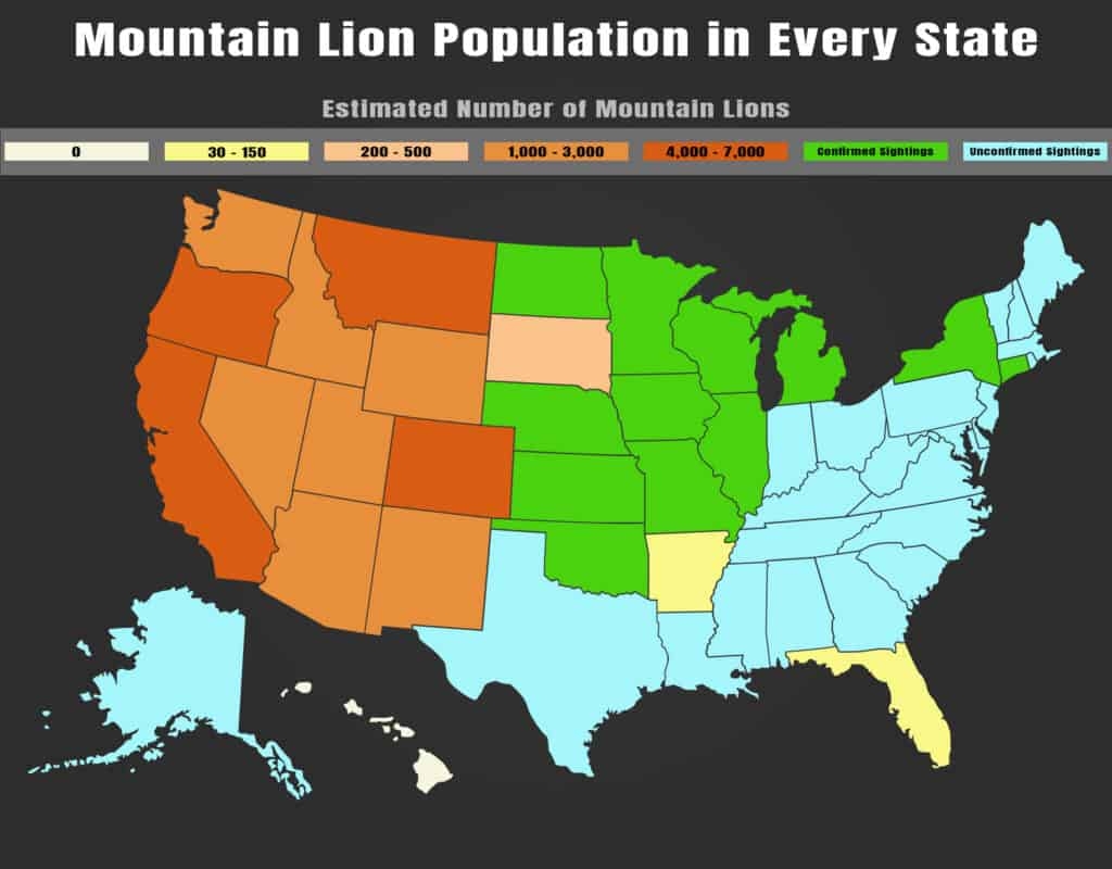 can mountain lions be black in color