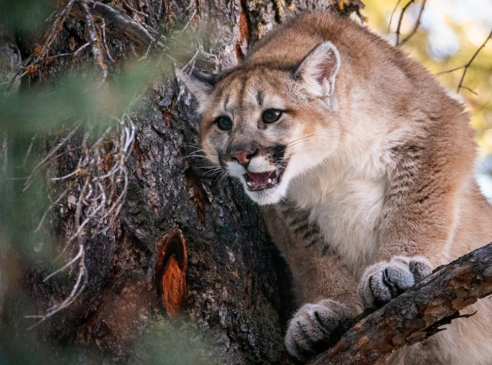 Mountain Lions In Colorado Map Map