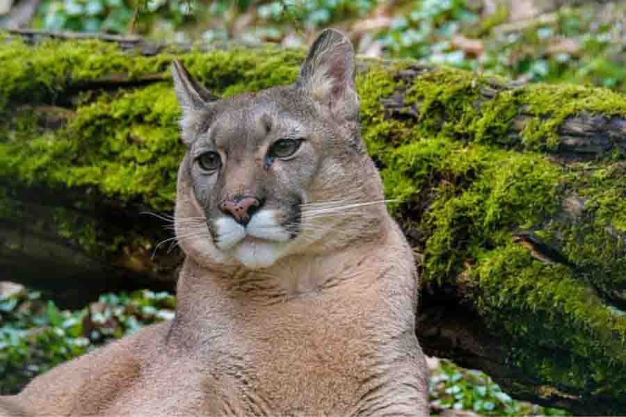 Mountain Lions In Georgia Are They Around