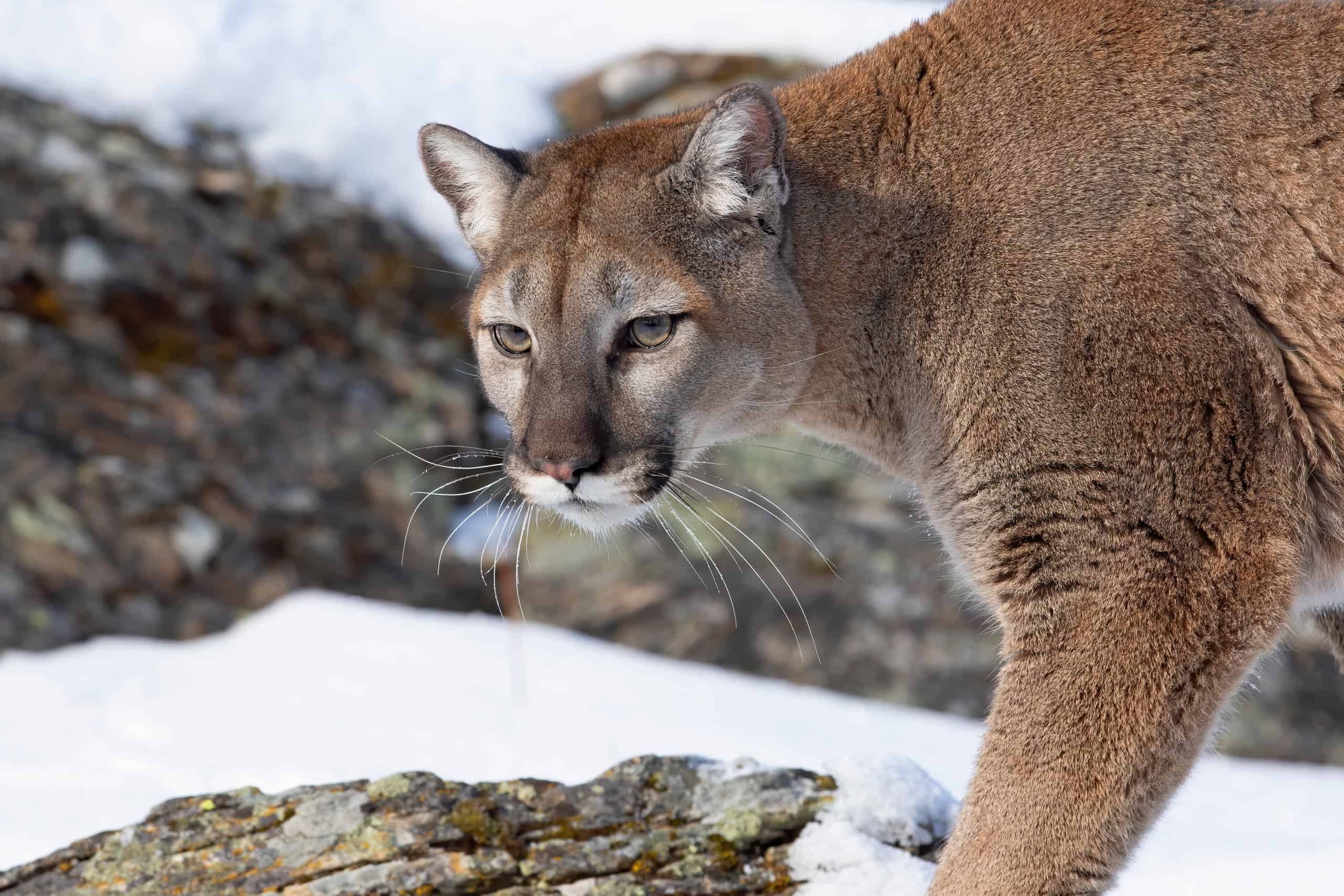 does colorado have mountain lions