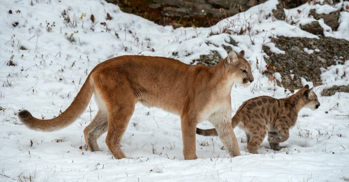 are there mountain lions in colorado