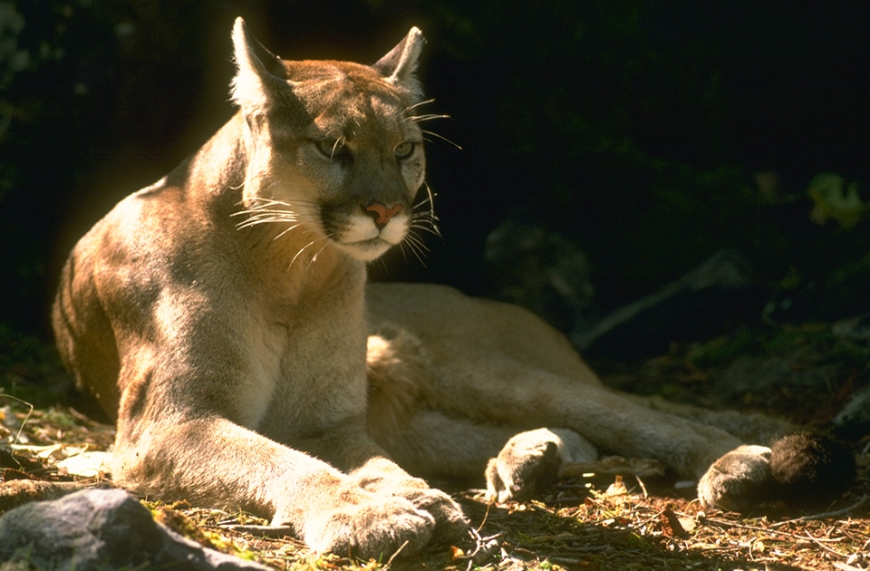 Mountain Lions Yosemite National Park U S National Park Service 