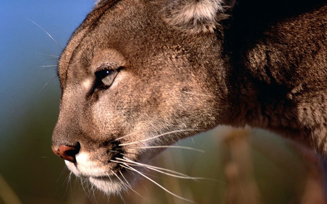 Nebraska Approves Mountain Lion Season In 2020 Grand View Outdoors