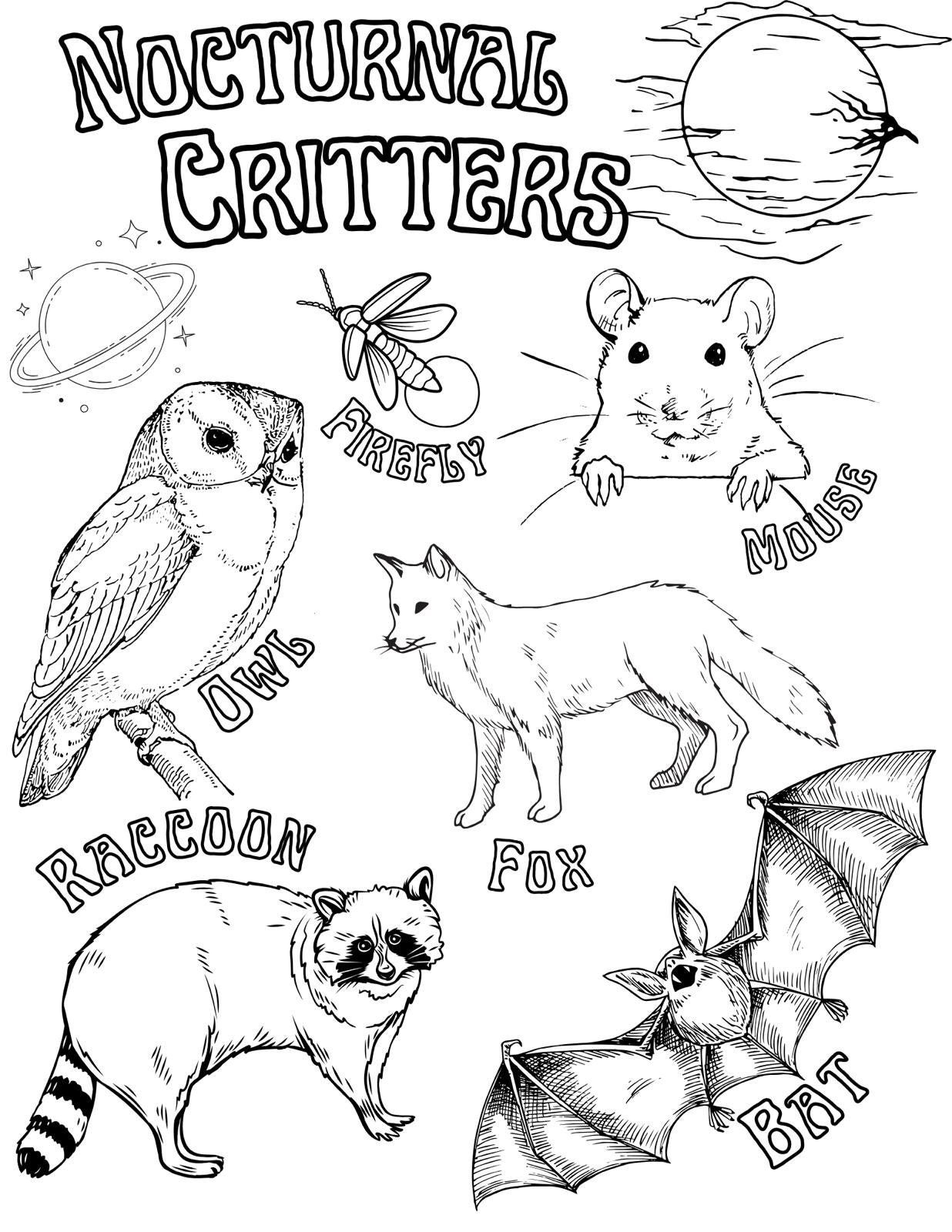 Nocturnal Critters Coloring Page Etsy Animal Coloring Pages 