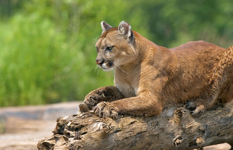 mountain lion quota colorado