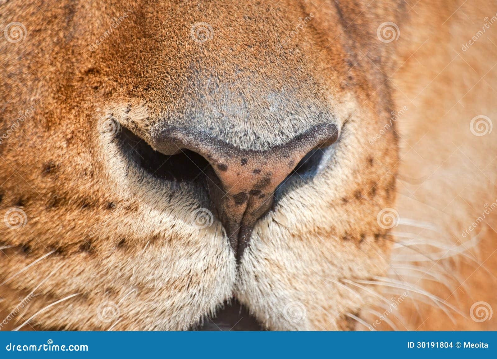 color of nose of lion
