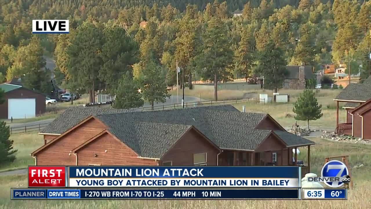 Officials Say Colorado Boy Attacked By Mountain Lion 39 doing Well In 