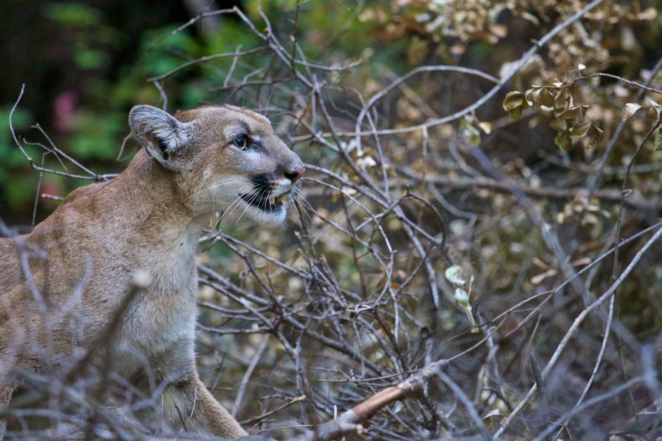 colorado hiker mountain lion