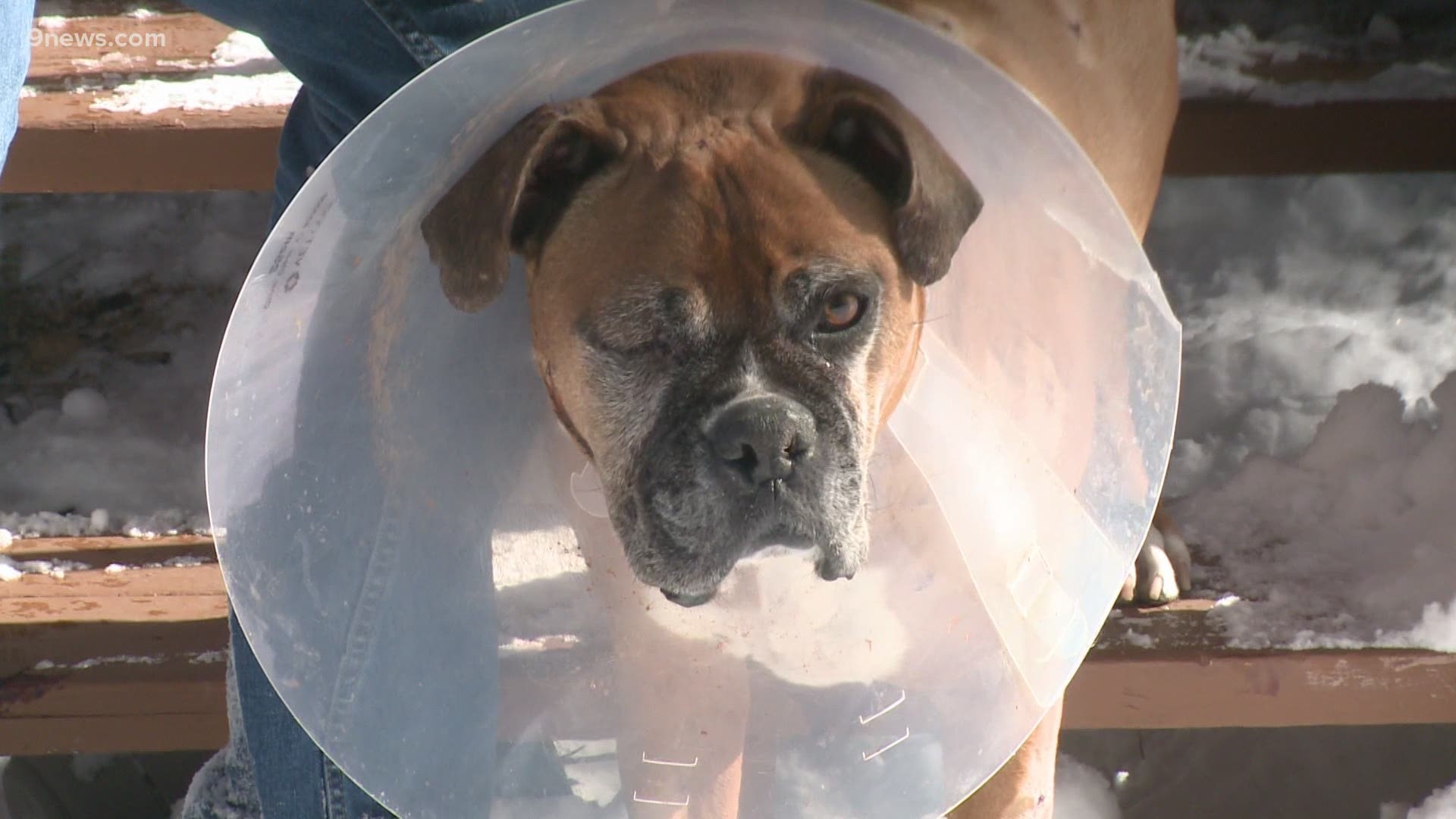 Owner Fights Off Mountain Lion That Attacked Dog In Estes Park 9news