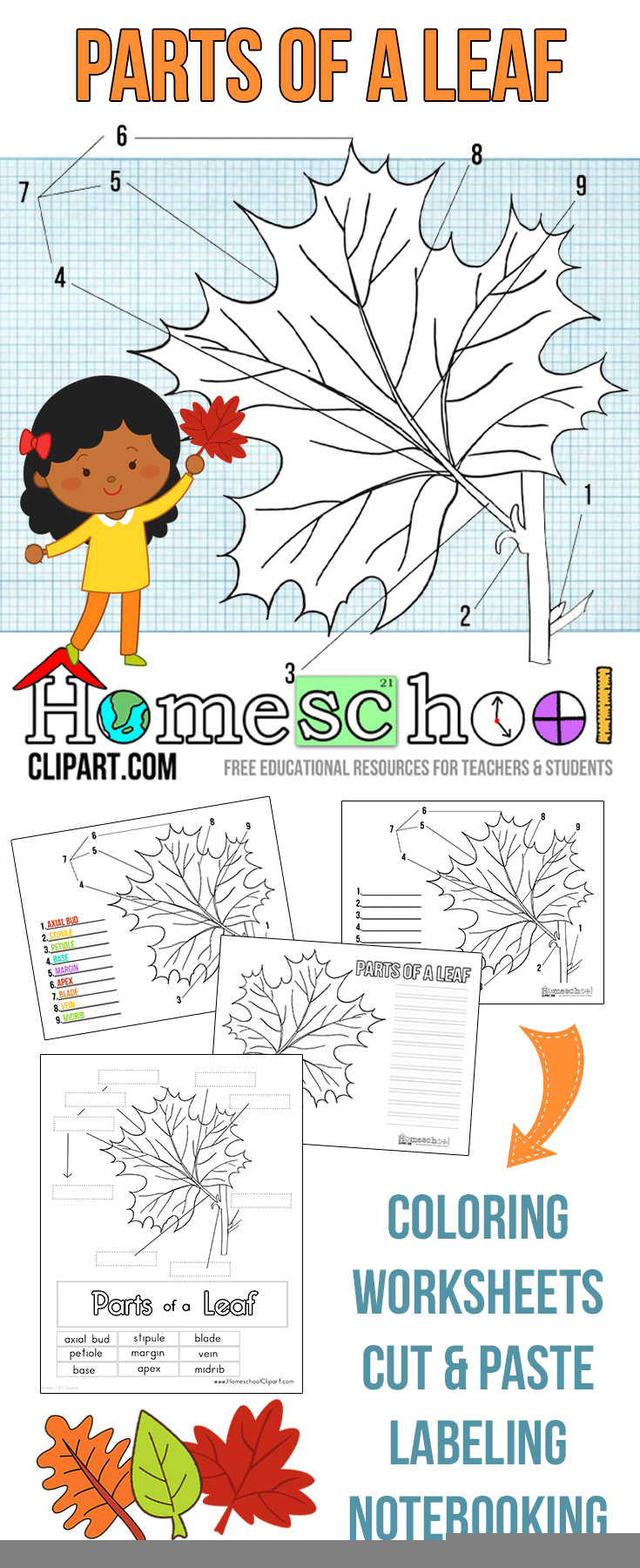 Parts Of A Leaf Printables Autumn And Fall Homeschool Activities 