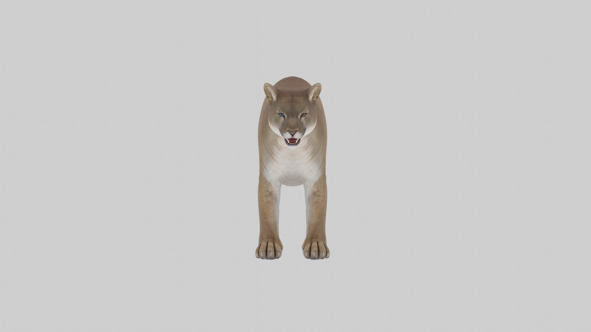 Peaches Mountain Lion 3D Model TurboSquid 2370189
