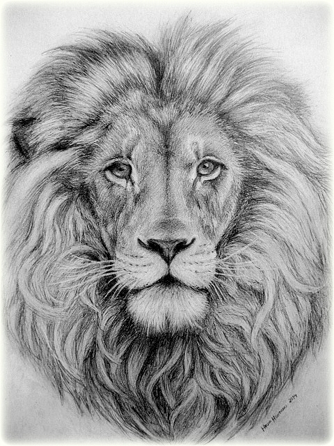 Pencil Lion Drawing At PaintingValley Explore Collection Of 