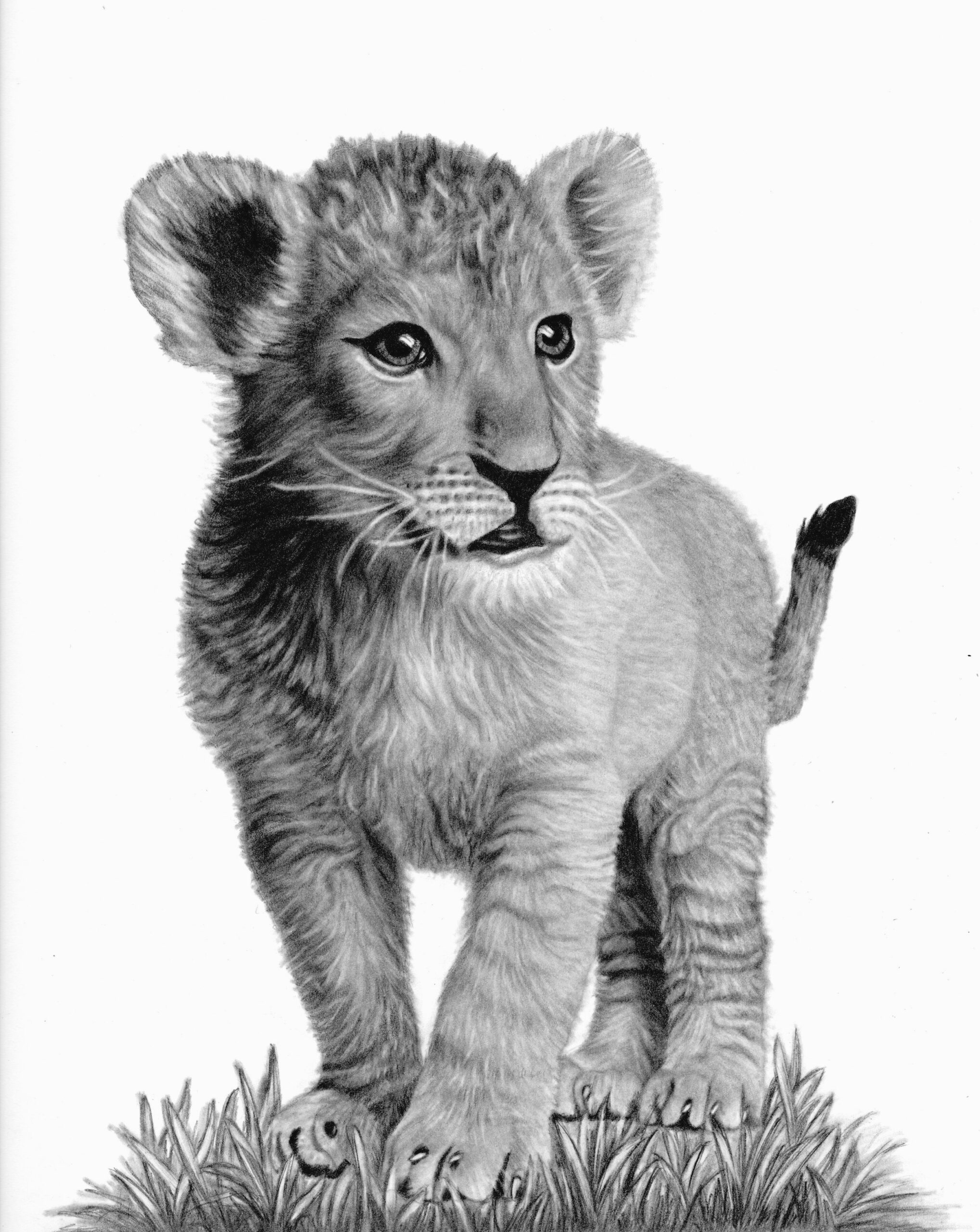 colored pencil lion drawing