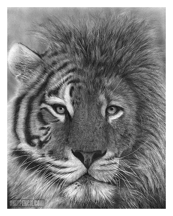 Pencil Lion Drawing At PaintingValley Explore Collection Of 