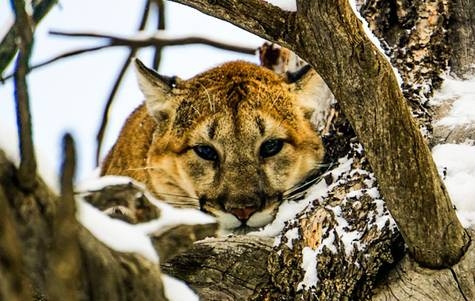 Petition Mountain Lion Female Sub quota In Colorado