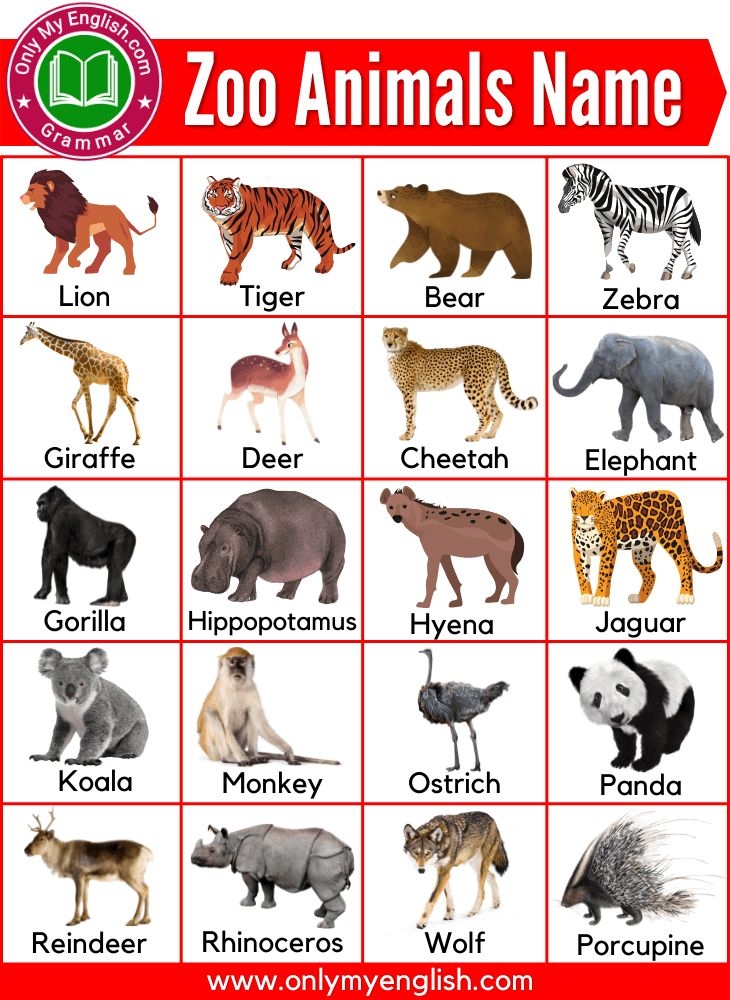Pin On Animals