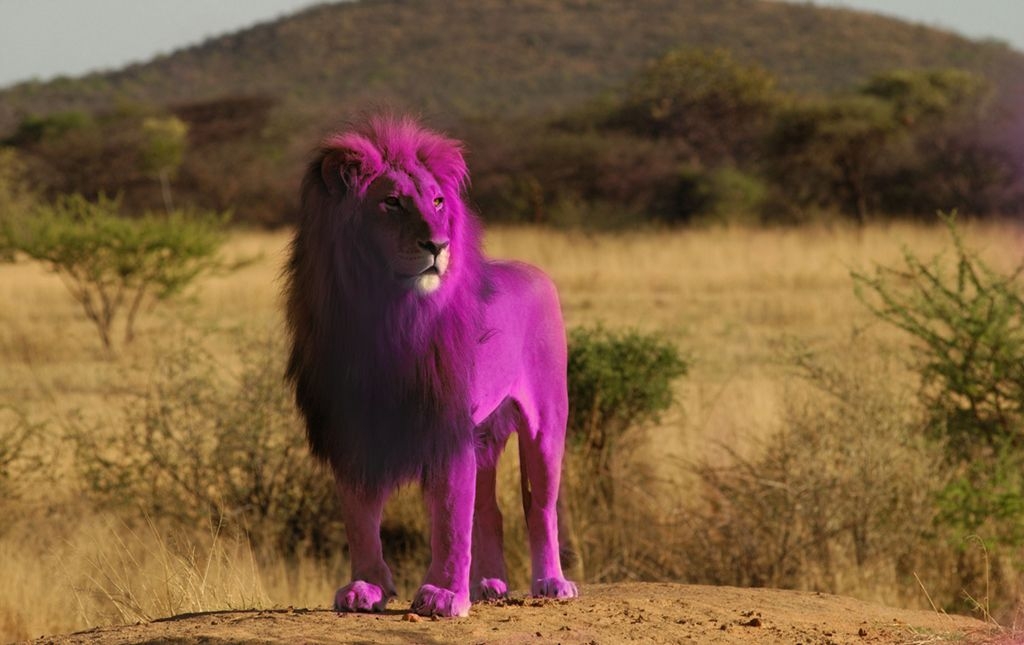 Pink Lion Very Rare Feline Mammal