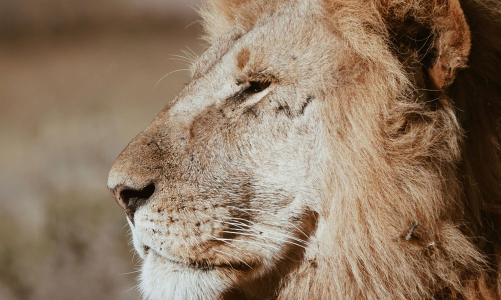 geometric lion color