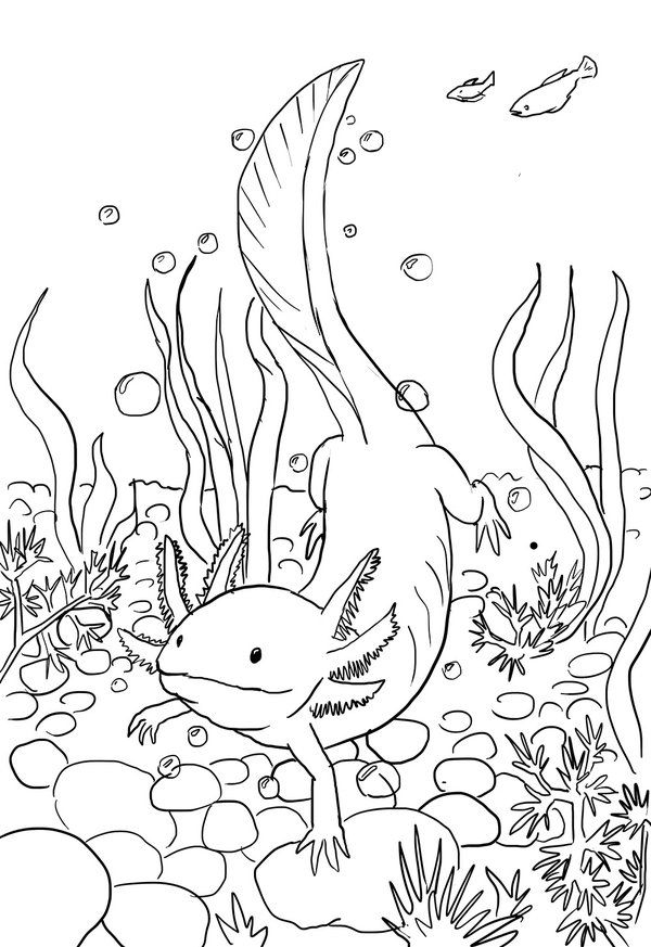 printable axolotl pictures