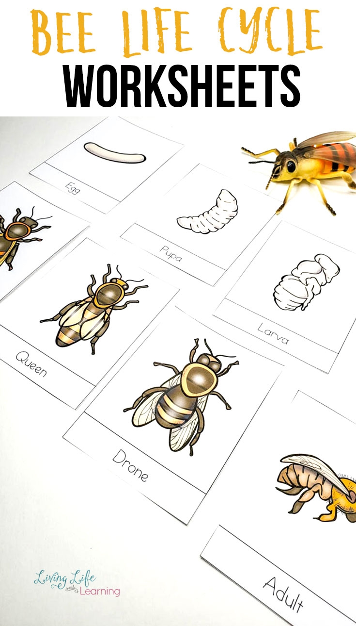 Printable Bee Activity Sheets