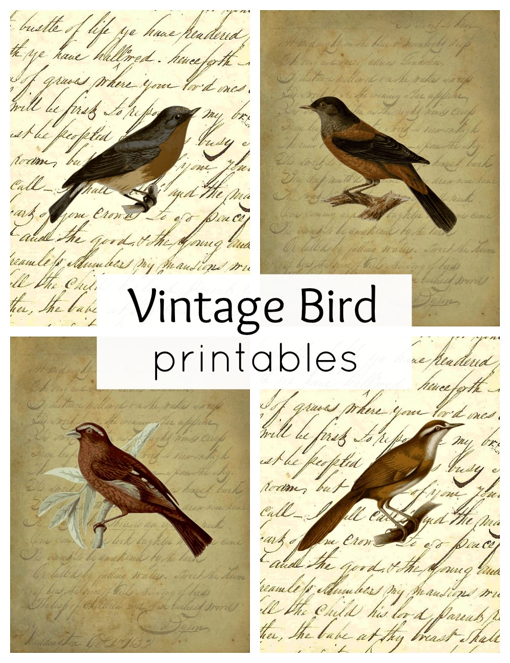 Printable Birds Team Coloring