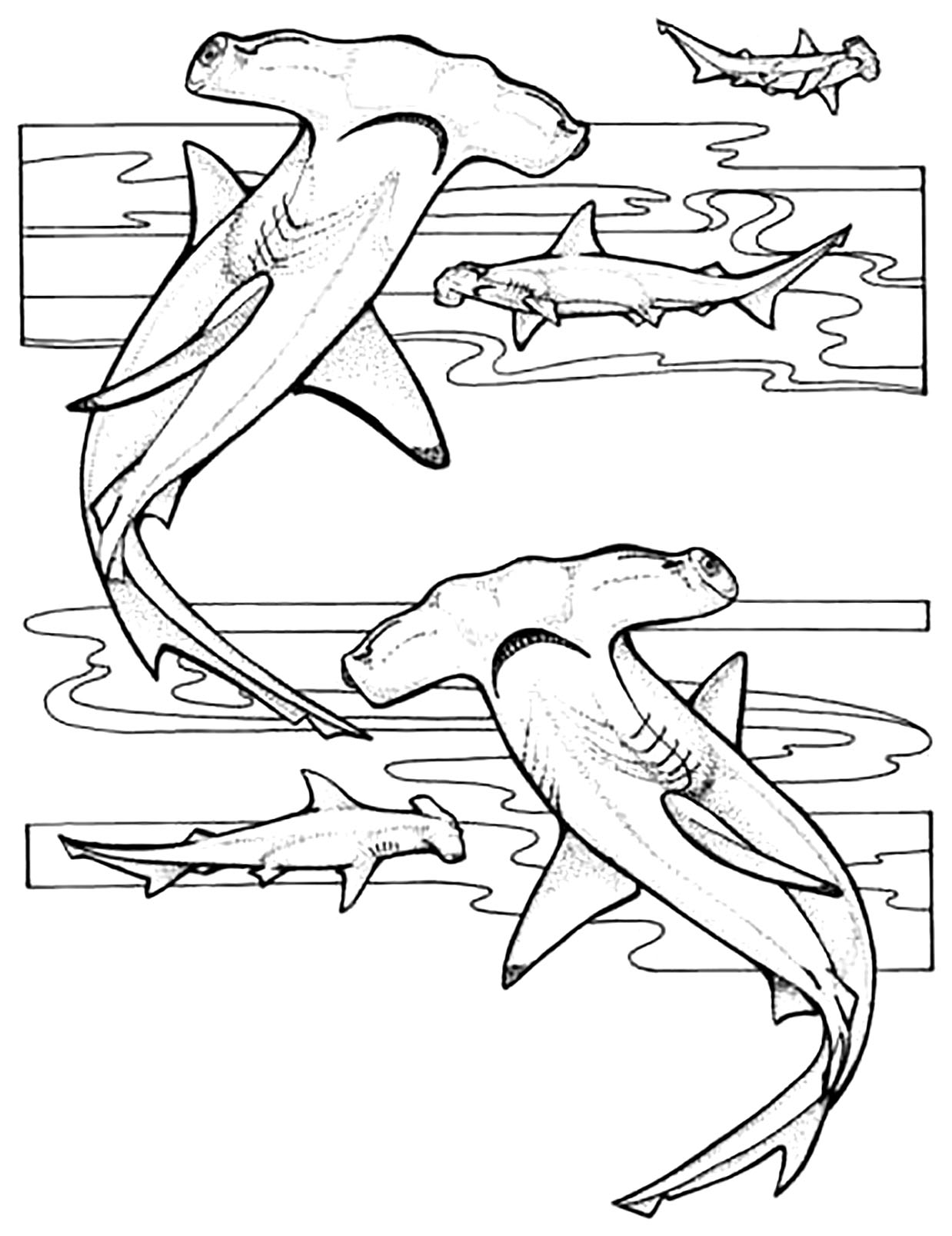 Printable Coloring Pages Sharks