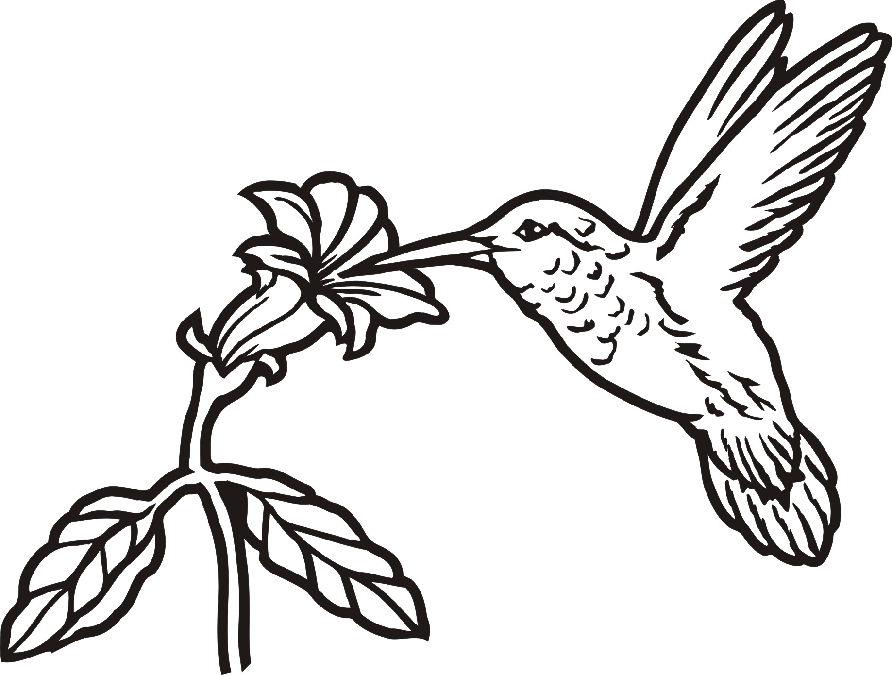printable hummingbird pictures