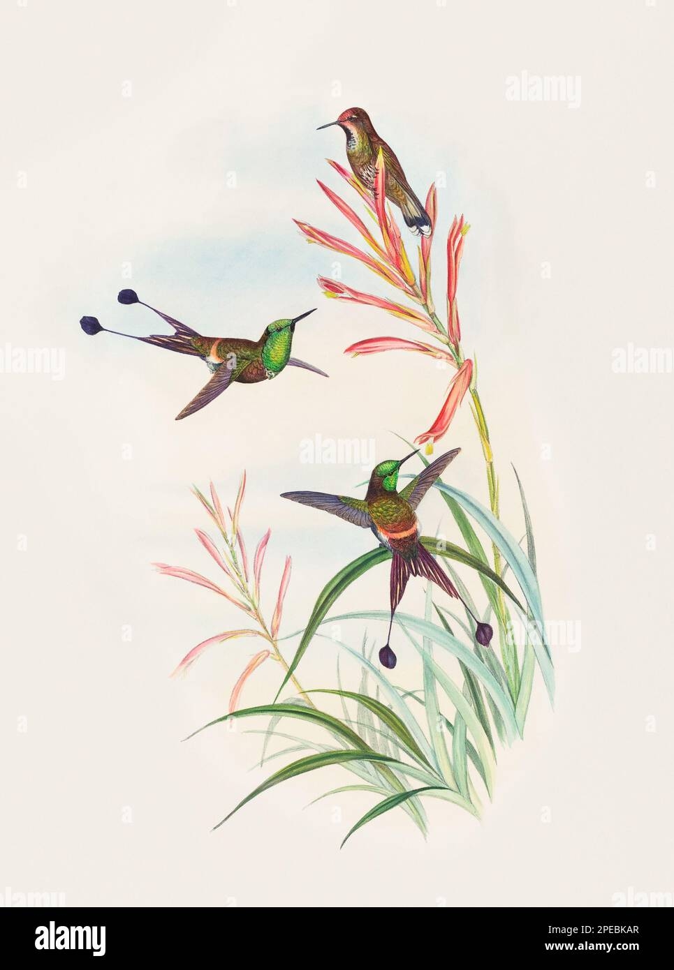 Printable Hummingbirds Hi res Stock Photography And Images Alamy